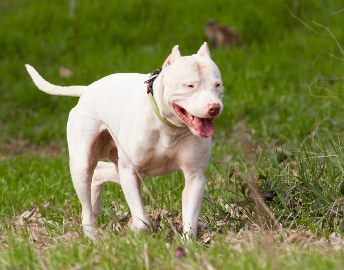 Dog Argentinian Caracter Pret Descrierea Rasei Fera Ro   BLOG   Dogo Argentino 